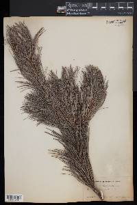 Pinus balfouriana image