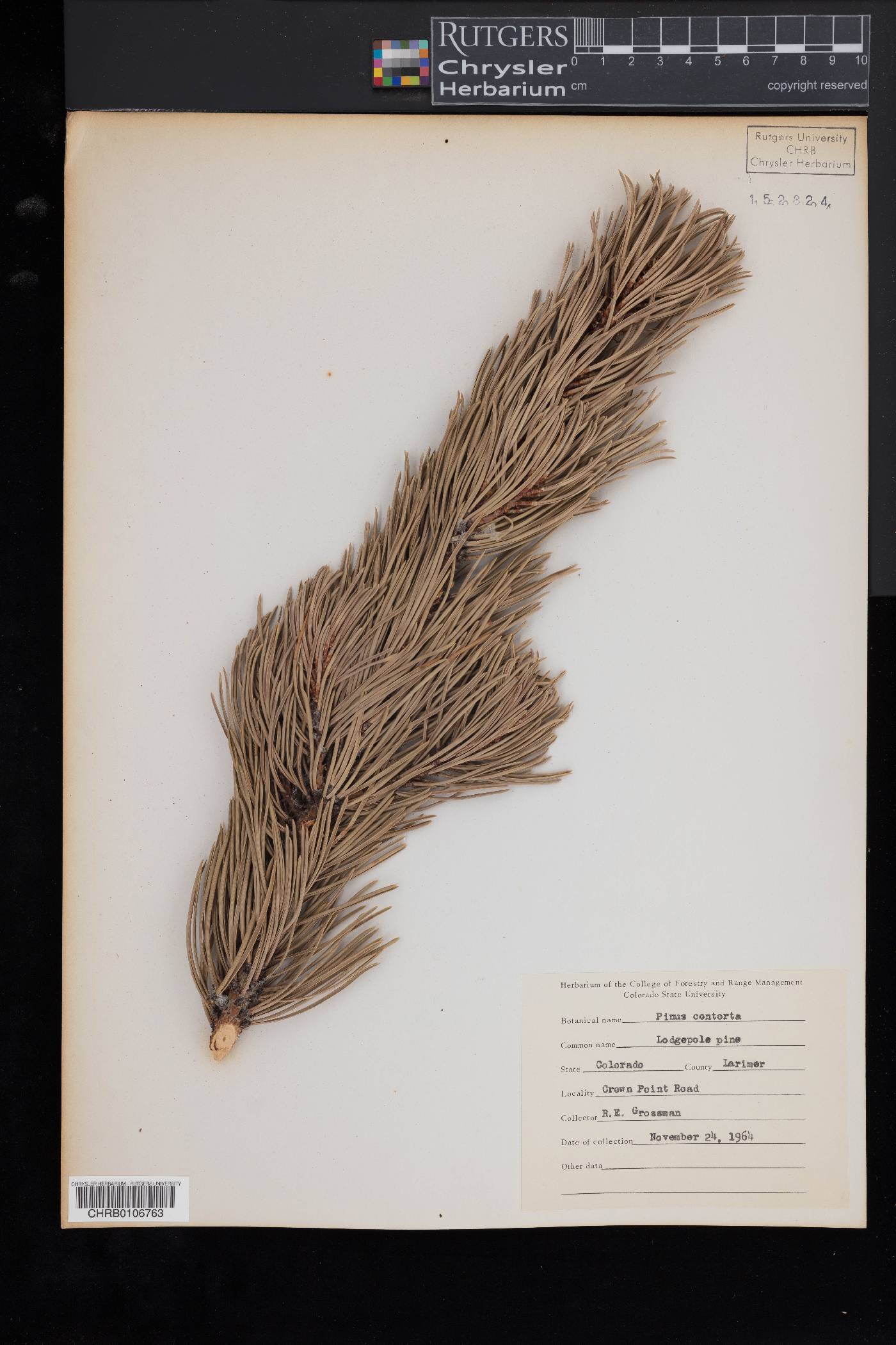 Pinus contorta var. murrayana image