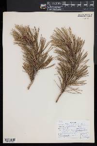 Pinus contorta var. murrayana image