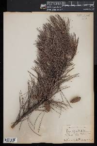 Pinus echinata image