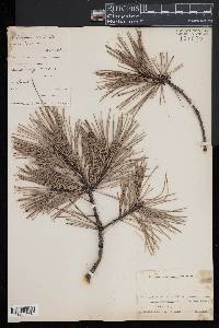 Pinus echinata image