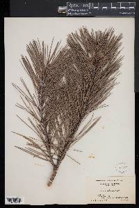 Pinus echinata image