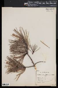 Pinus echinata image