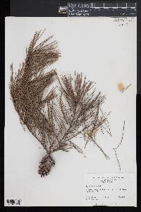 Pinus glabra image