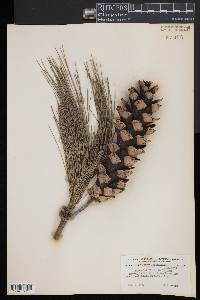 Pinus griffithii image