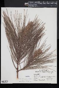 Pinus rigida image