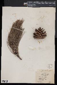 Pinus rigida image