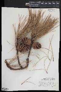 Pinus rigida image