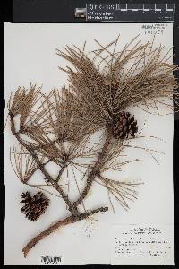 Pinus rigida image