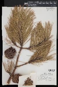 Pinus rigida image