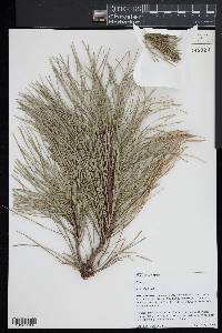 Pinus rigida image