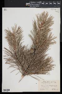 Pinus rigida image