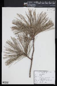 Pinus rigida image