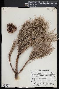 Pinus rigida image