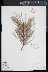 Pinus rigida image