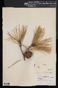 Pinus rigida image