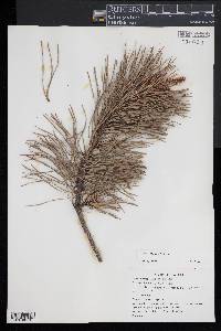 Pinus rigida image