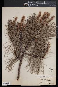 Pinus rigida image