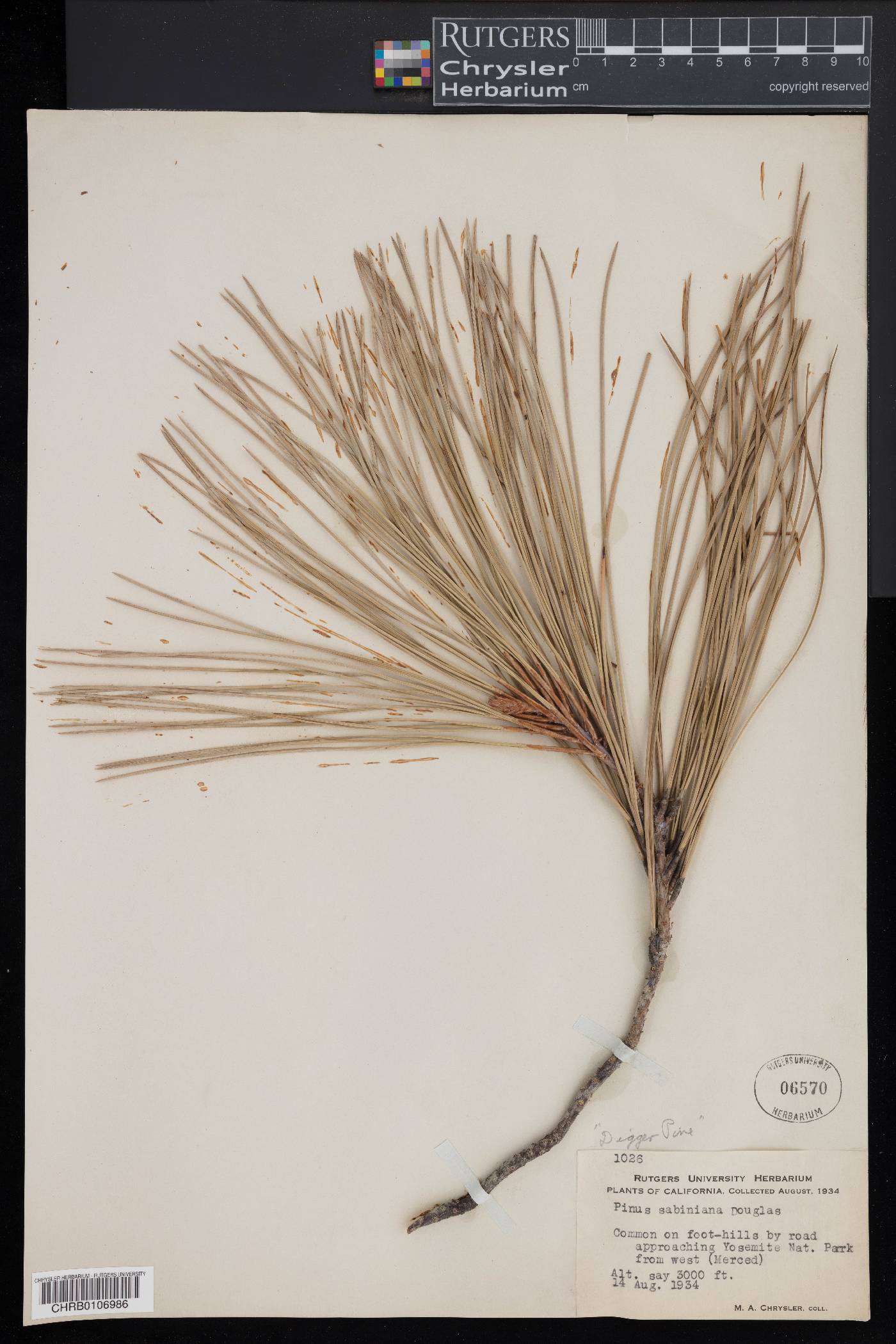 Pinus sabiniana image