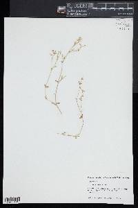 Cerastium brachypetalum image