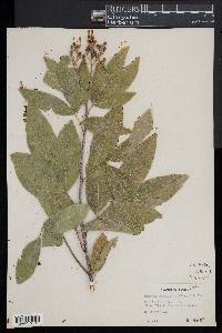 Exothea paniculata image