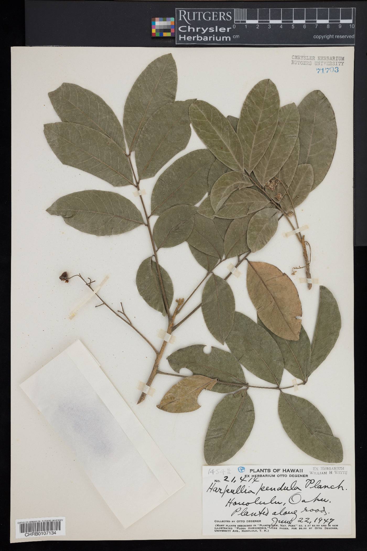 Harpullia pendula image
