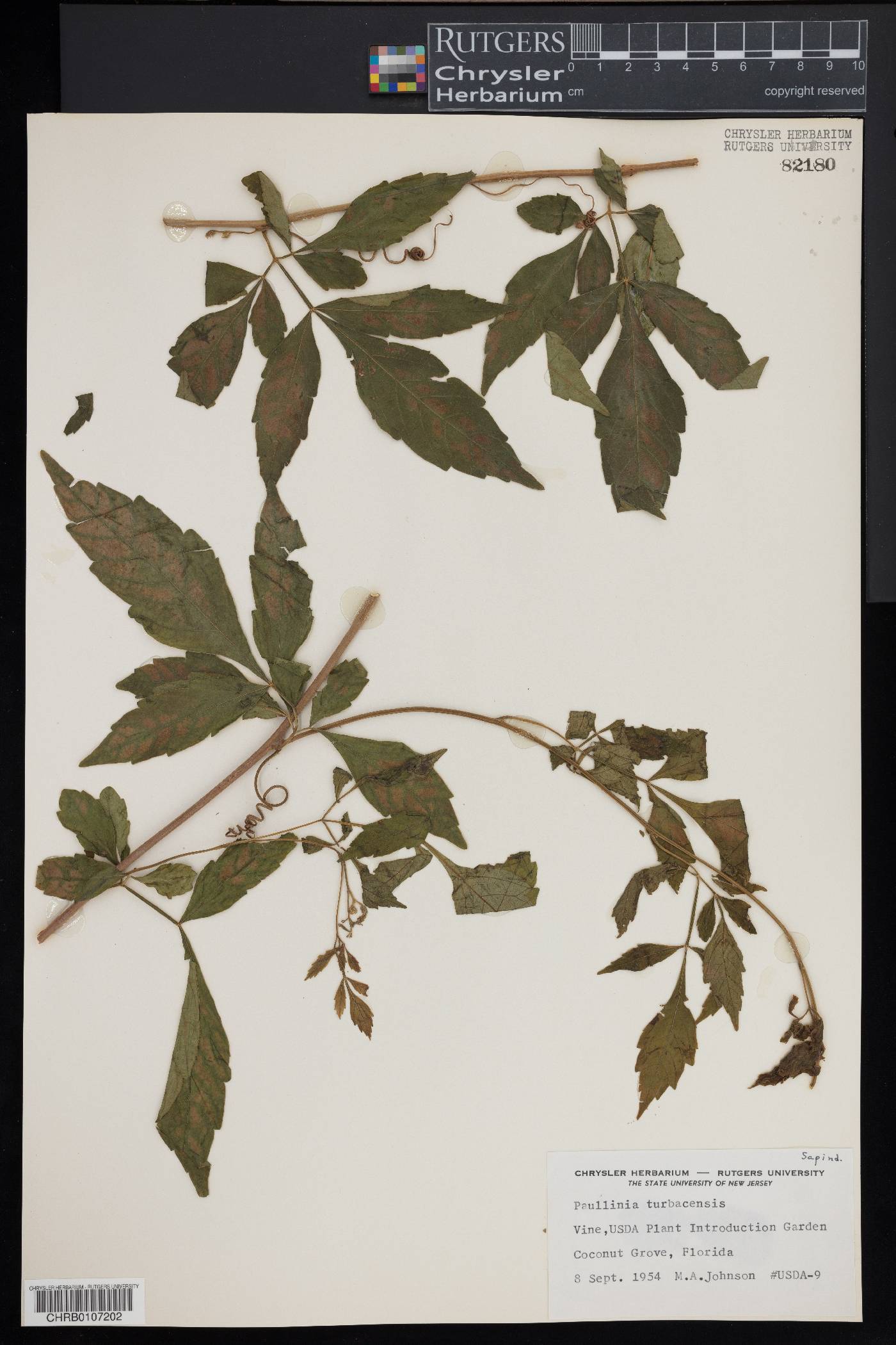 Paullinia turbacensis image