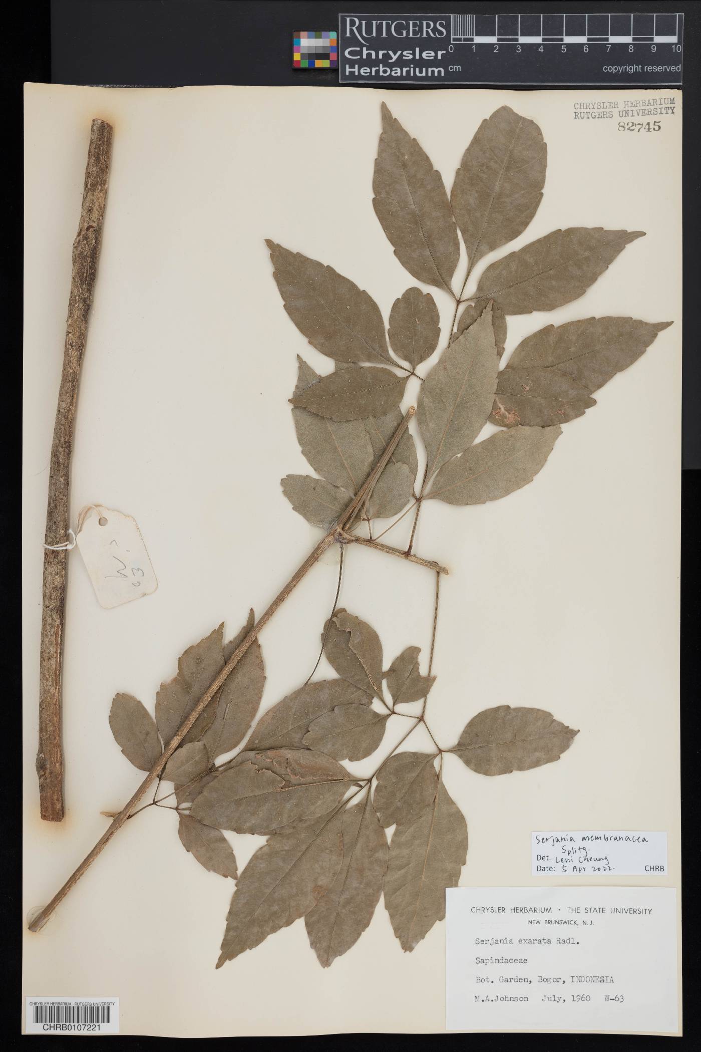 Serjania membranacea image