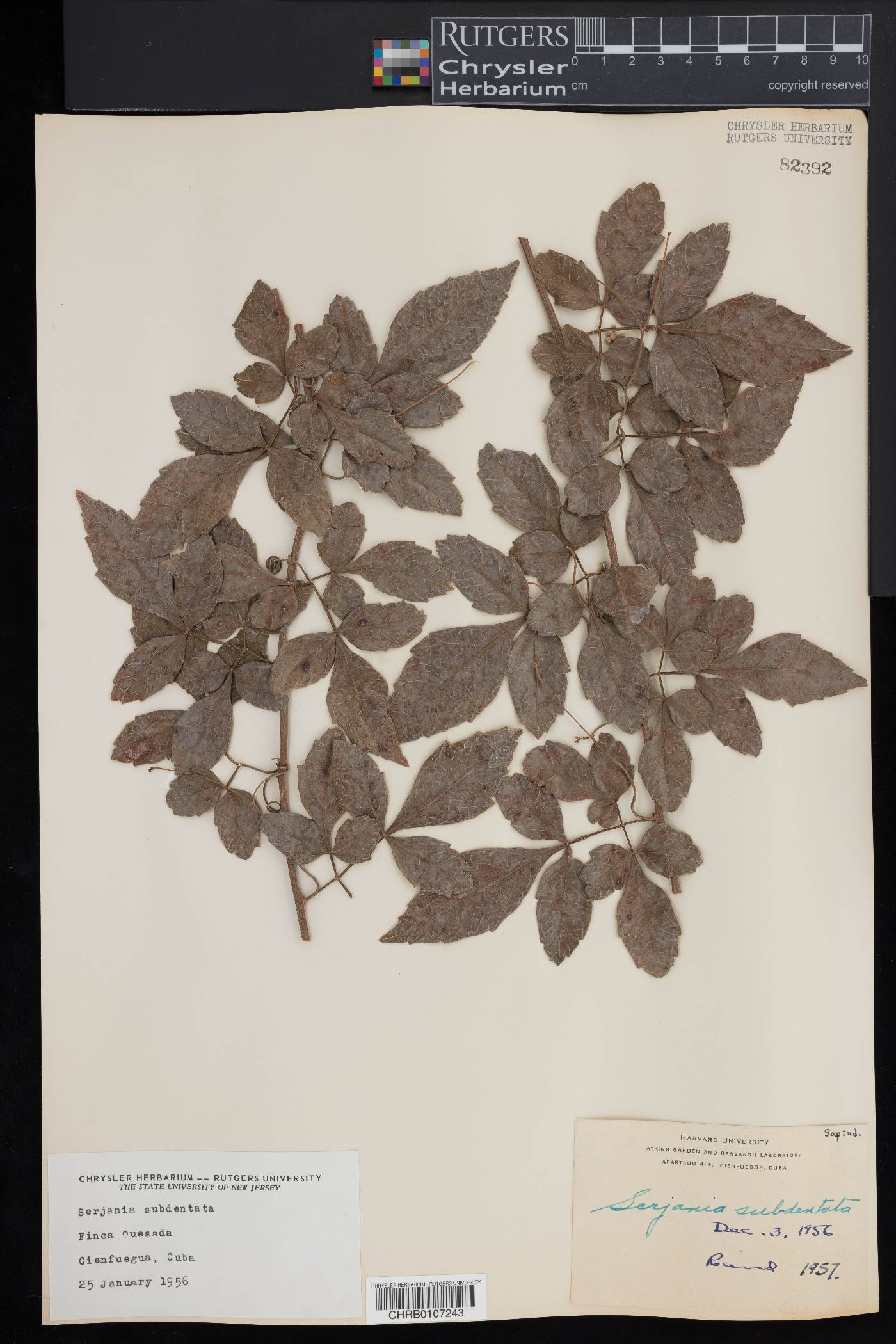 Serjania subdentata image
