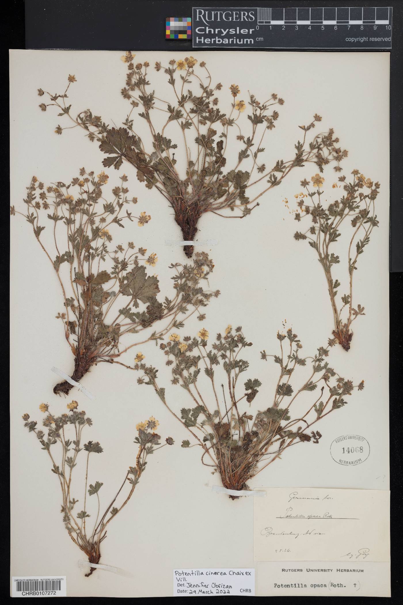 Potentilla cinerea image