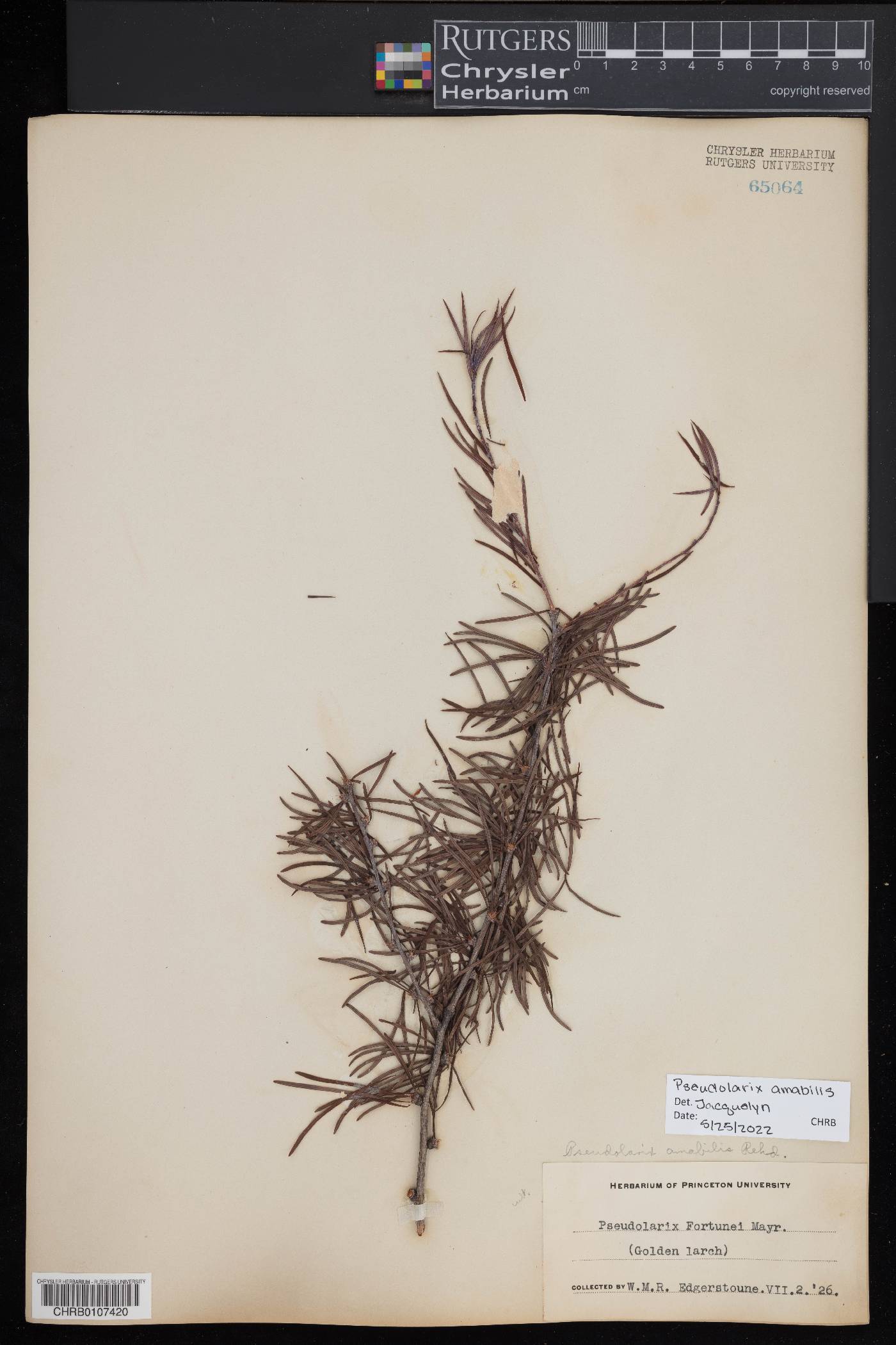 Pseudolarix amabilis image