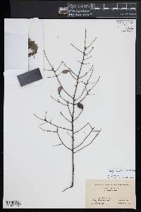 Tsuga canadensis image