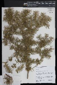 Tsuga canadensis image