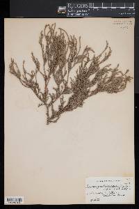 Chamaecyparis thyoides image