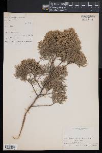 Chamaecyparis thyoides image