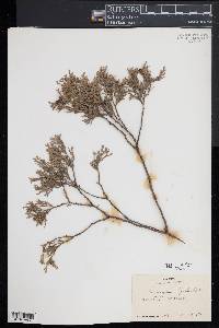 Chamaecyparis thyoides image