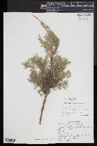 Chamaecyparis thyoides image