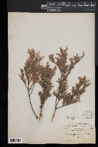 Chamaecyparis thyoides image