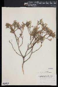 Chamaecyparis thyoides image