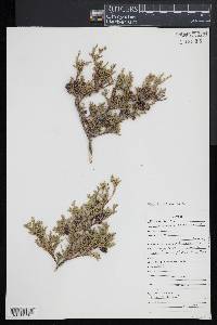 Chamaecyparis thyoides image