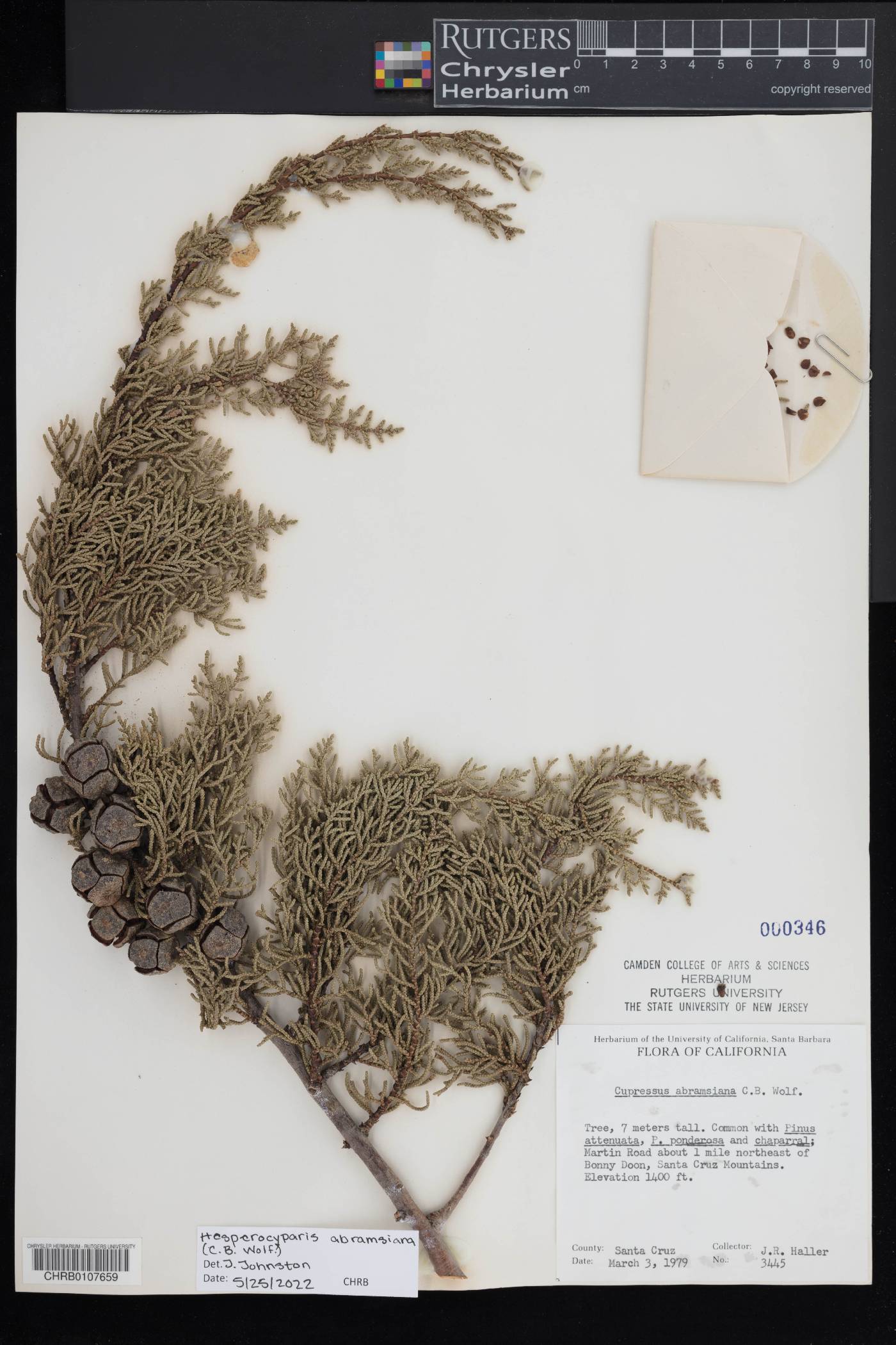 Cupressus goveniana var. abramsiana image