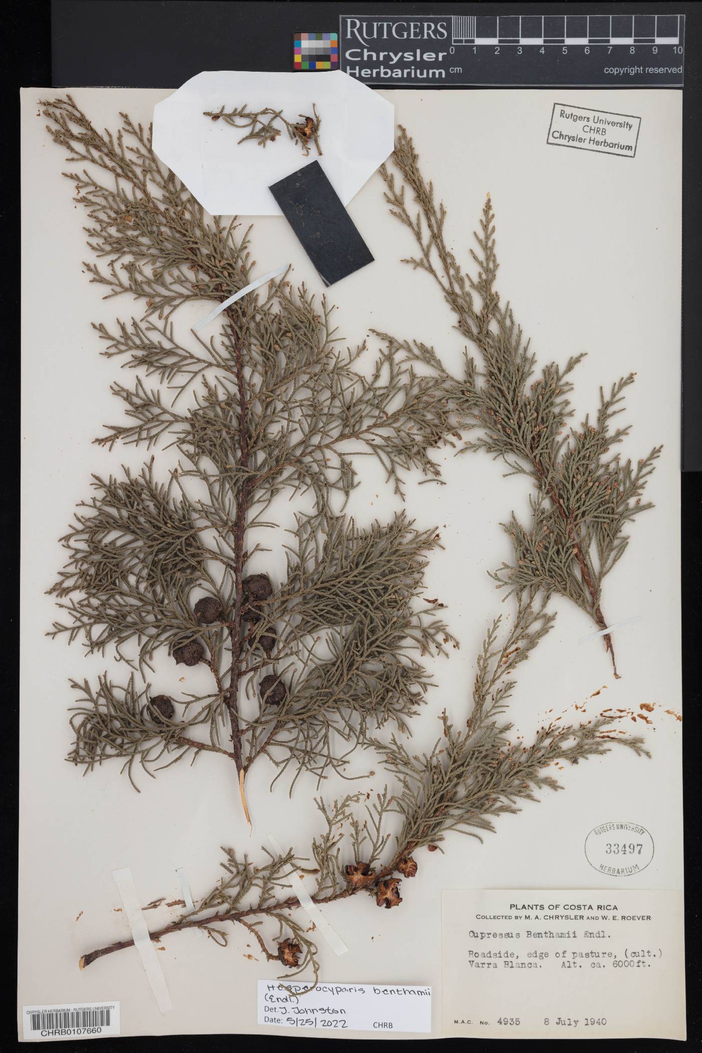 Cupressus lusitanica var. benthamii image