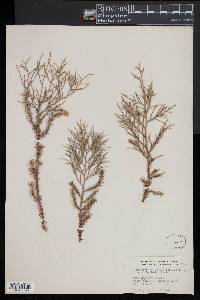 Juniperus barbadensis image