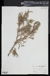 Juniperus flaccida image