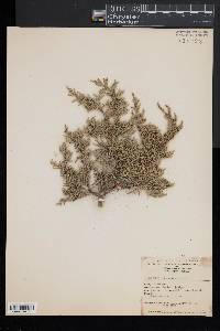 Juniperus occidentalis image