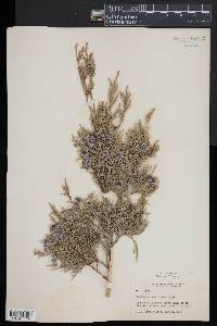 Juniperus scopulorum image
