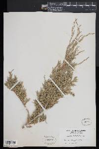 Juniperus scopulorum image