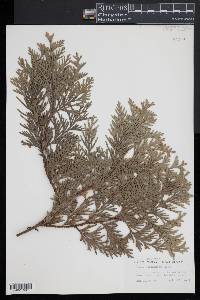 Thuja koraiensis image