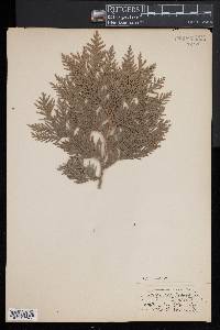 Thuja occidentalis image