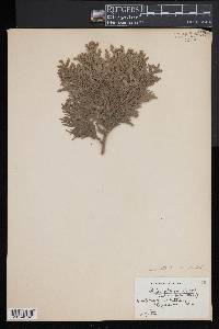 Thuja occidentalis image